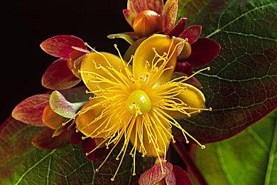 《层层恐惧》配置需求公布 推荐12G内存、1070显卡